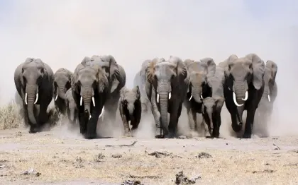 animals dust elephants baby elephant baby animals herds 1680x1050 wallpaper Art HD Wallpaper